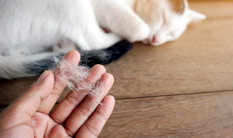 The best way to remove Hair from your carpet