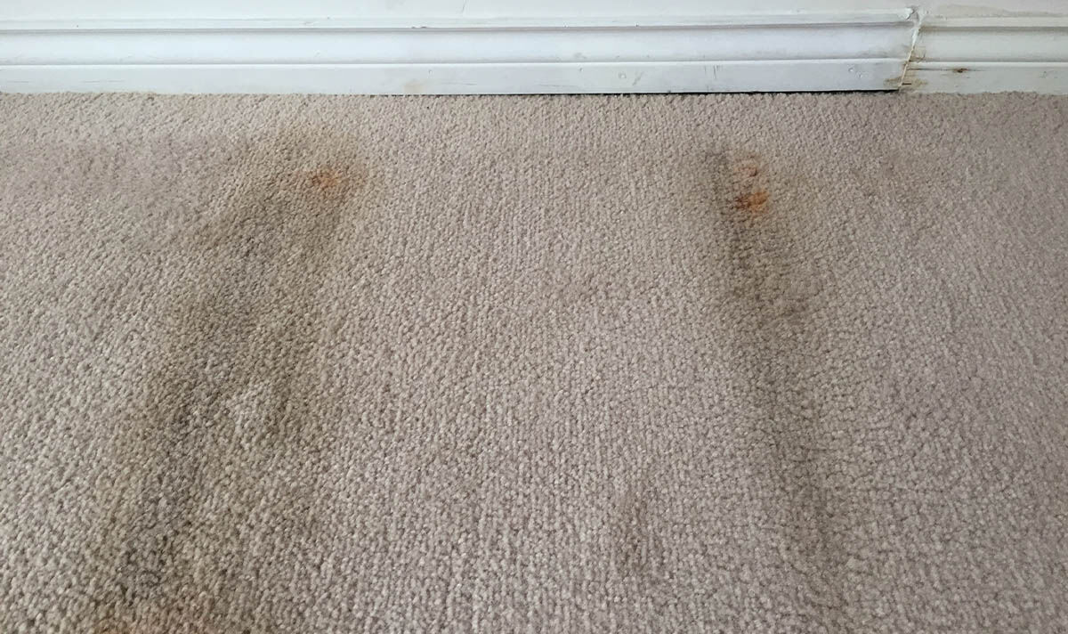 How to Handle Water Damage and Mold in Carpets